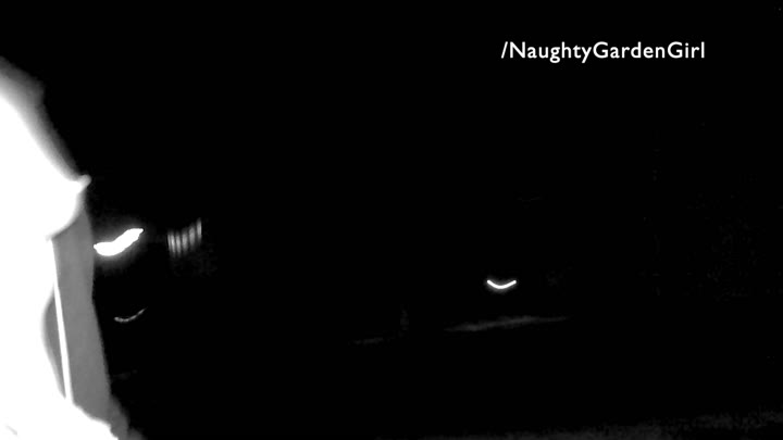 Night Vision in Town caught